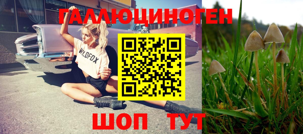 Псилоцибиновые грибы Psilocybine cubensis Саров